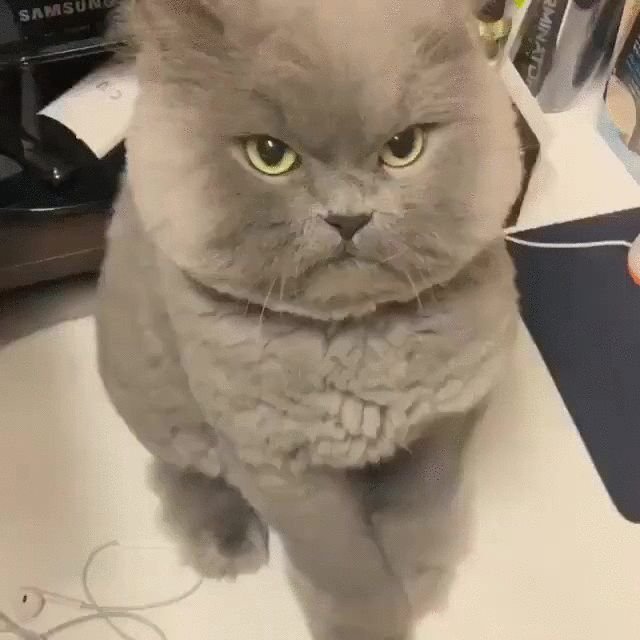 Милые котики злятся