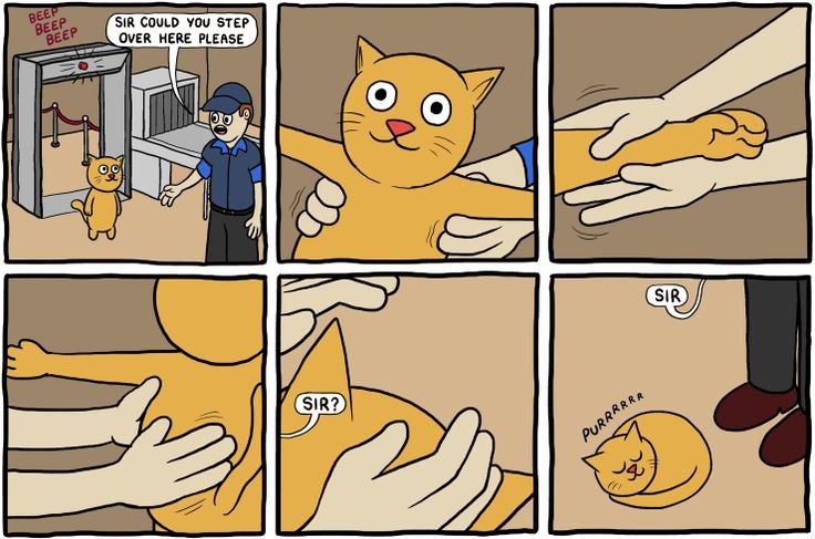 Мемы про котов