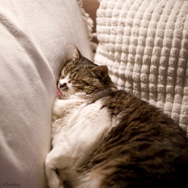 Толстый котик спит