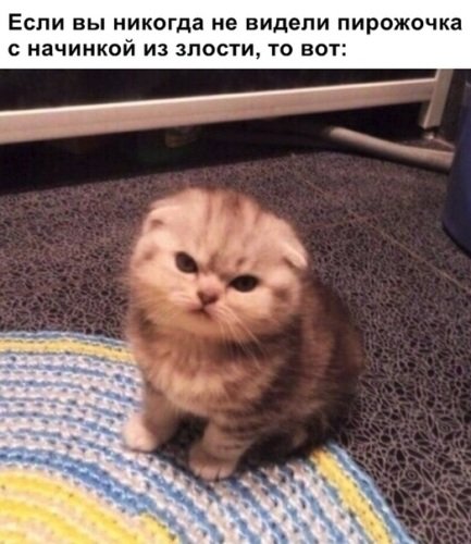 Милые котики мемы