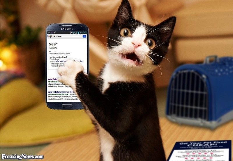 Картинки кошек на телефон