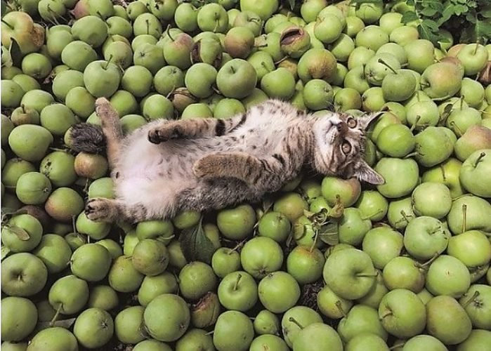 Смешное яблоко