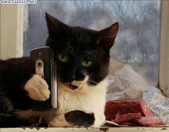 Котенок с телефоном