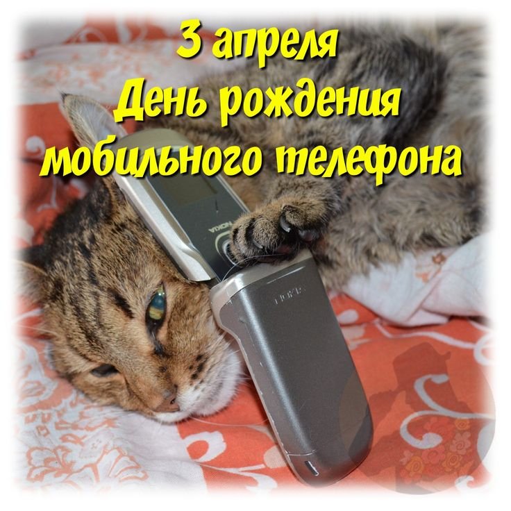 Кошка с телефоном