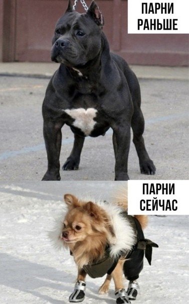 Собаки раньше и сейчас