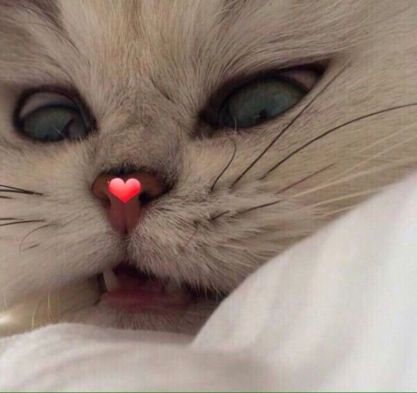 Злой милый котик