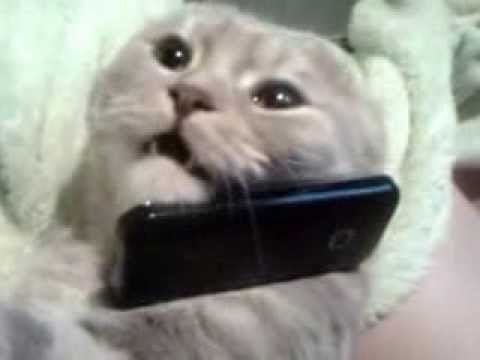 Котики мемы с телефоном