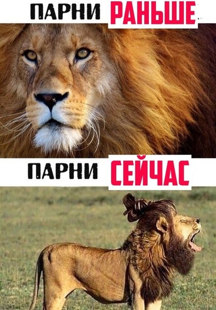 Лев раньше и сейчас