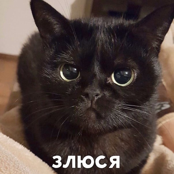 Злюся кот Мем