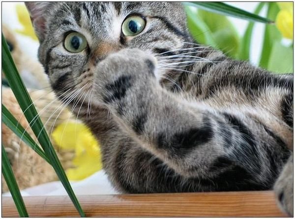 Кот грозит лапой