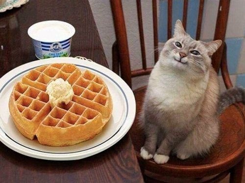 Кот ест блинчики