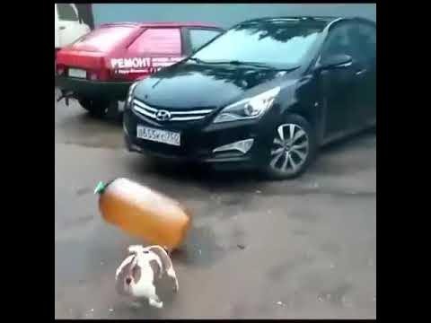 Собака взрыв