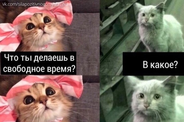 Мем кот свободное время