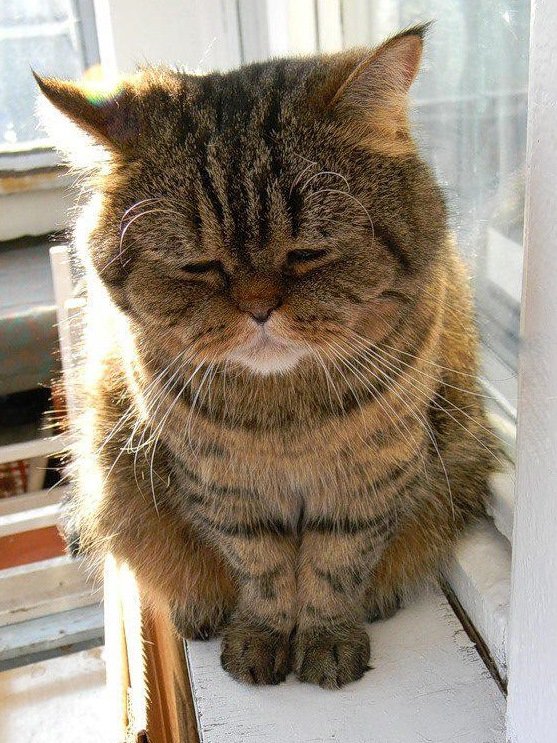 Кот грустит