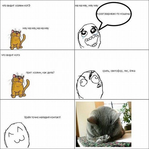 Мемы про котэ