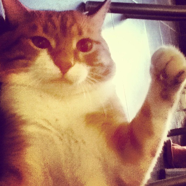 Кот сжал кулак