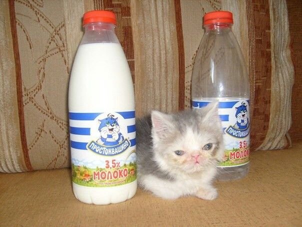 Кот с бутылкой молока