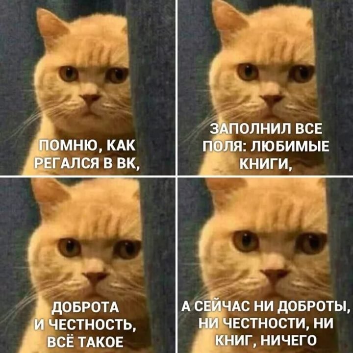 Кот Мем