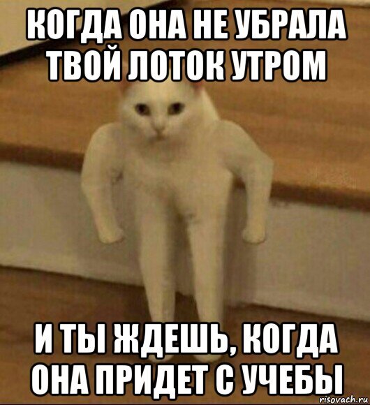 Собачки уходим