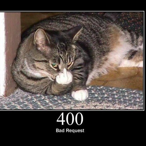 Кот показывает фигу