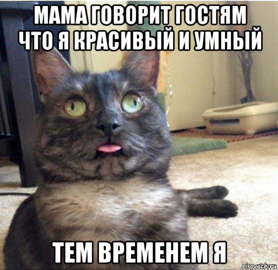 Мем с котами вопросы