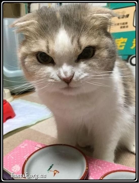 Котенок сердится