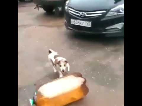 Собака играется с кегой