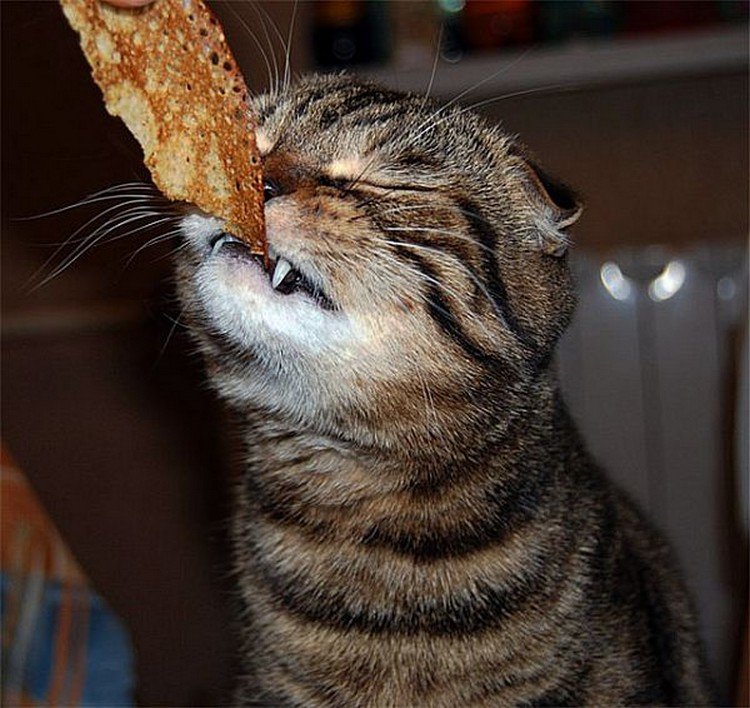 Котик с блинами Масленица