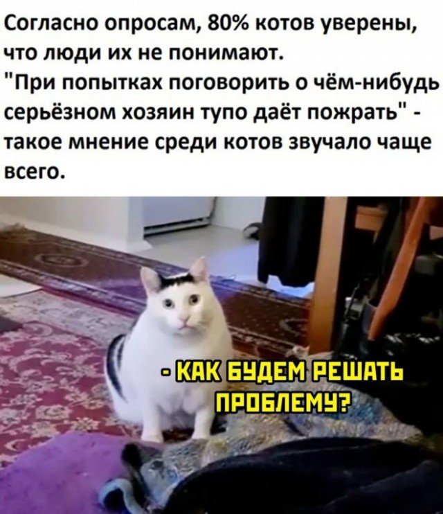 Толстый кот Мем мяукает