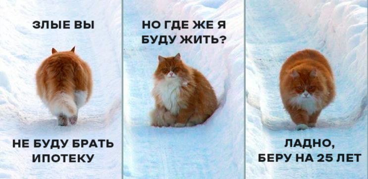 Кот уходит