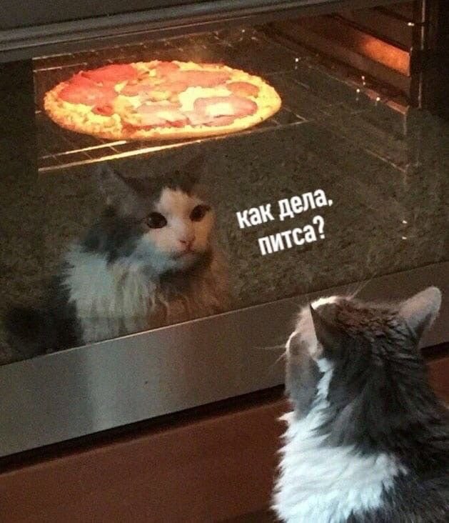 Мемы с пиццей и котом