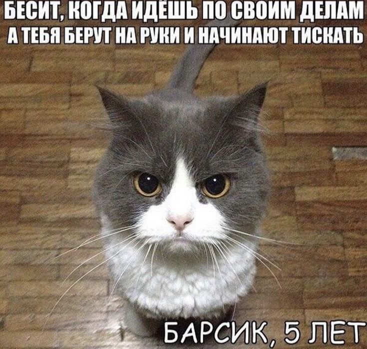 Серьезный кот