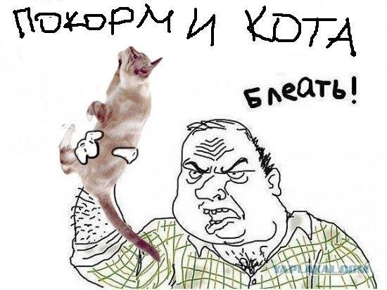 Котик с кулаком