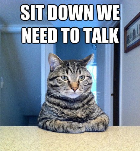 Кот серьезный разговор