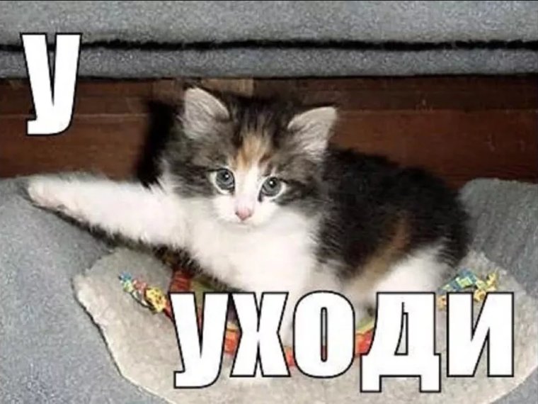 У уходи котенок