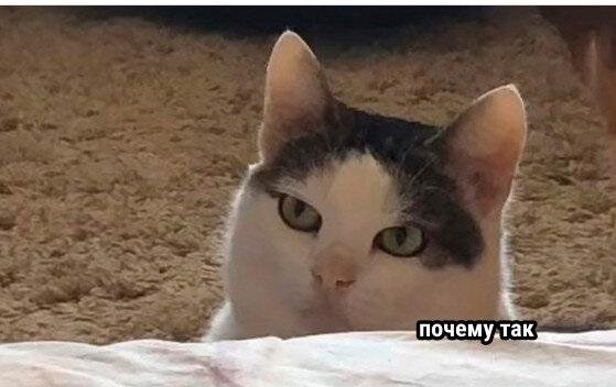 Кот который пожирает всё