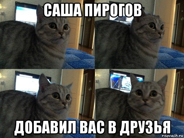 Приплыли Мем с котом