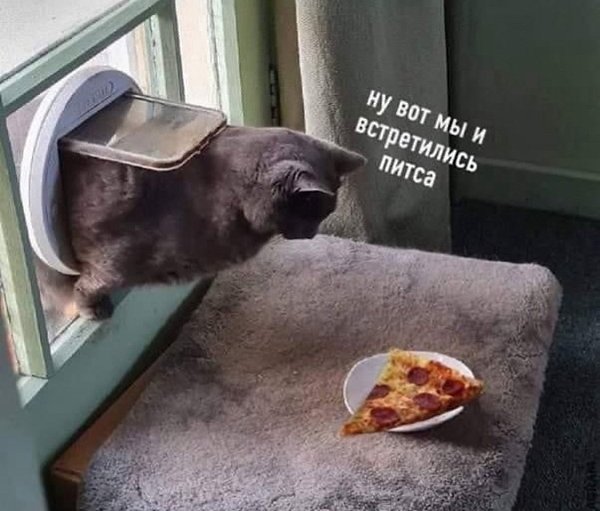 Котик и пицца Мем