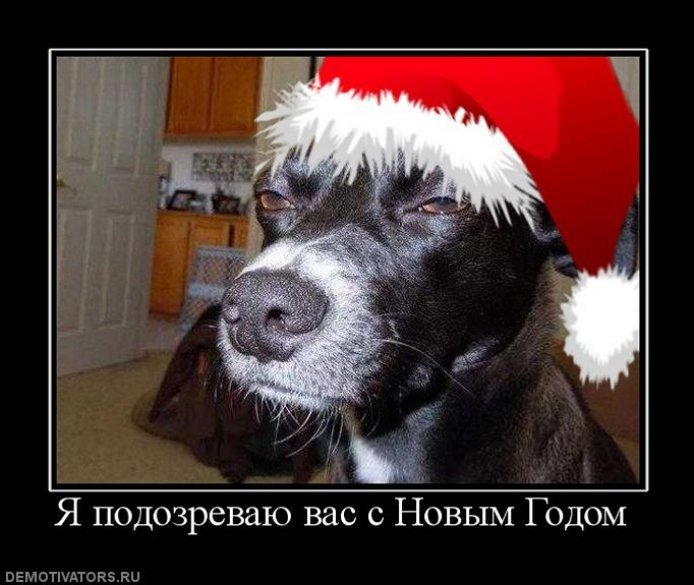 Новогодние шутки про собак
