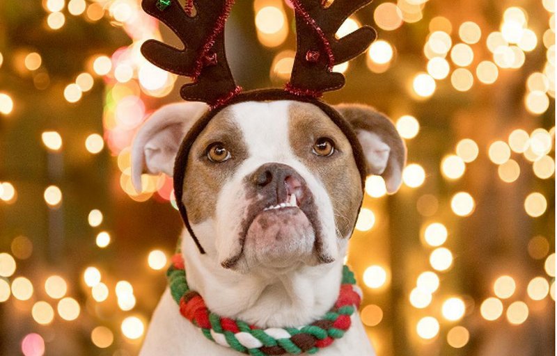 Собака новый год