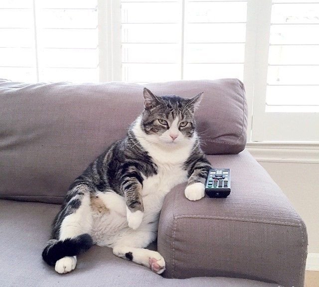 Самая ленивая порода кошек