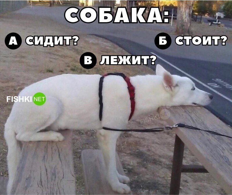 Сижу стою лежу Мем