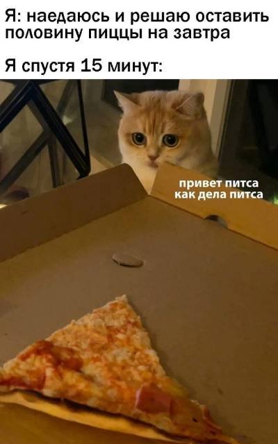 Питса Мем кот