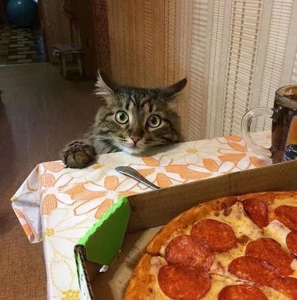 Кот и пицца Мем