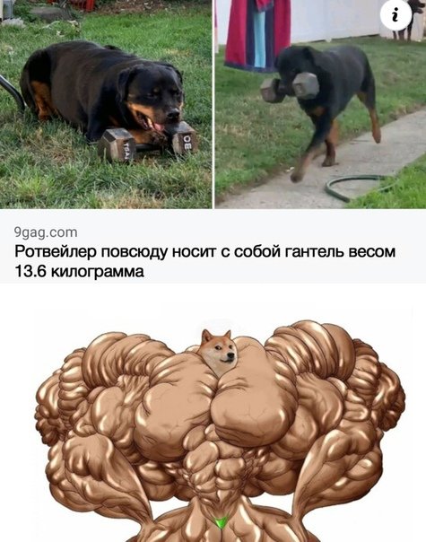 Большая сильная собака