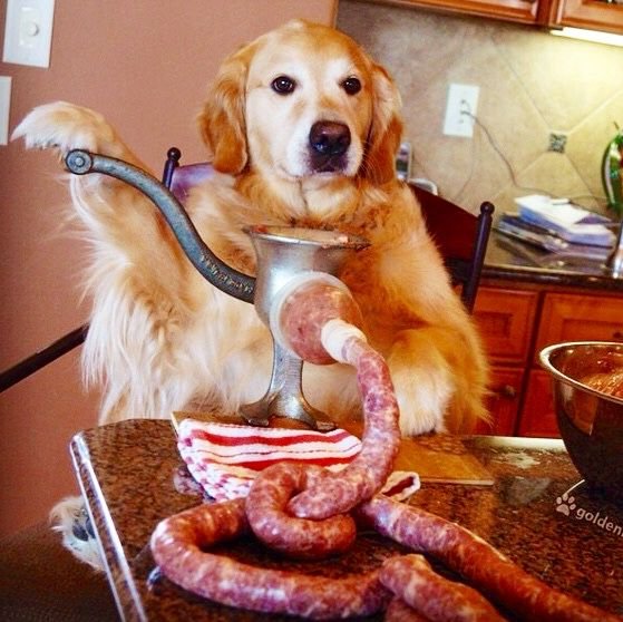 Мемы с собаками