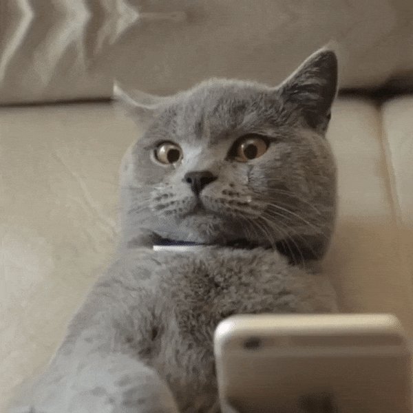 Плачущиё кот