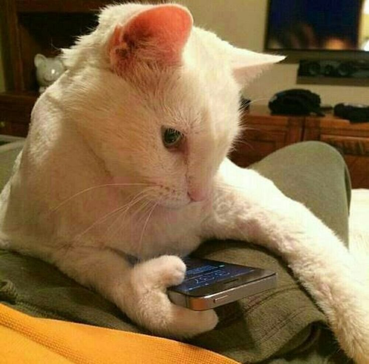 Смешные коты