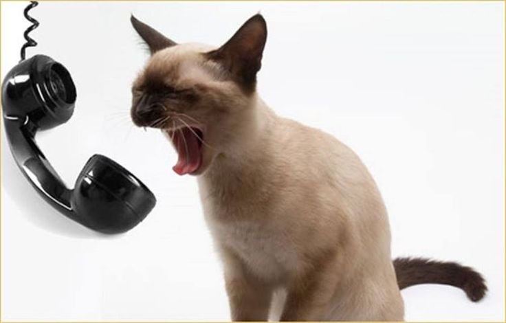 Кошечка с телефоном