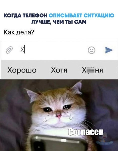 Котики мемы с телефоном